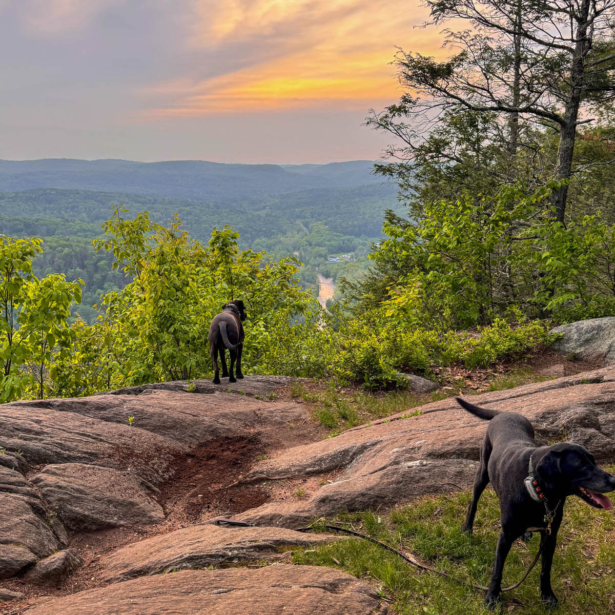 big brown dog and black dog on cliff in connecticut at sunset time with green hills in distance and orange yellow glow in sky.