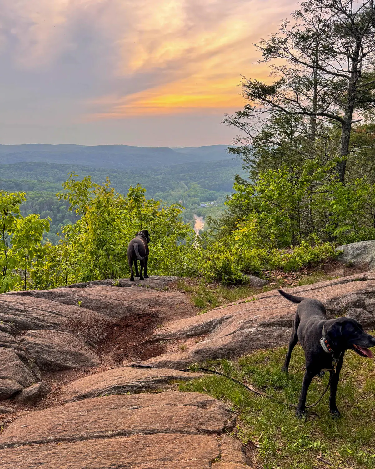 big brown dog and black dog on cliff in connecticut at sunset time with green hills in distance and orange yellow glow in sky.