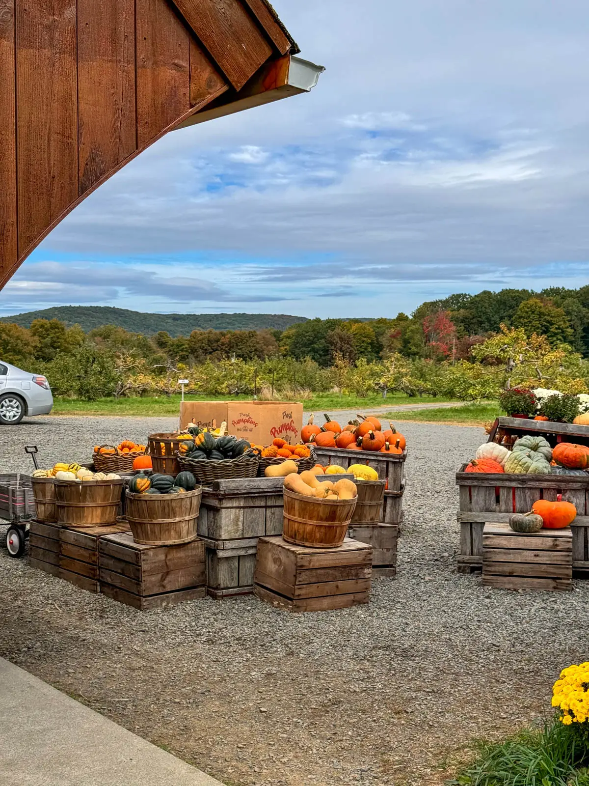 outside averill farm in washington depot connecticut with baskets of pumpkins on a fall day with fall colored trees in distance.