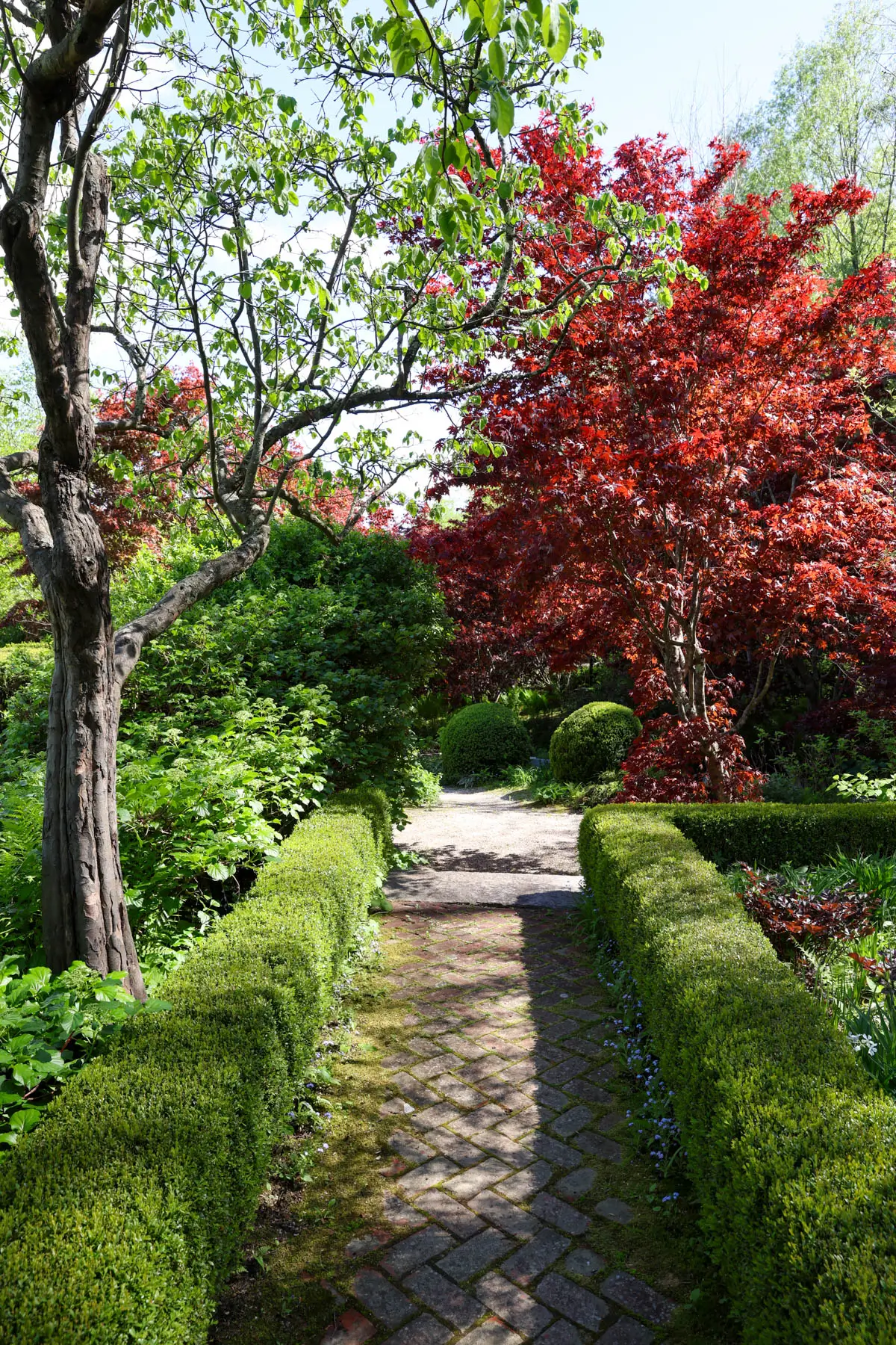garden path at hollister house gardens in washington connecticut with bright red japanese maple on the right of a stone pathway.