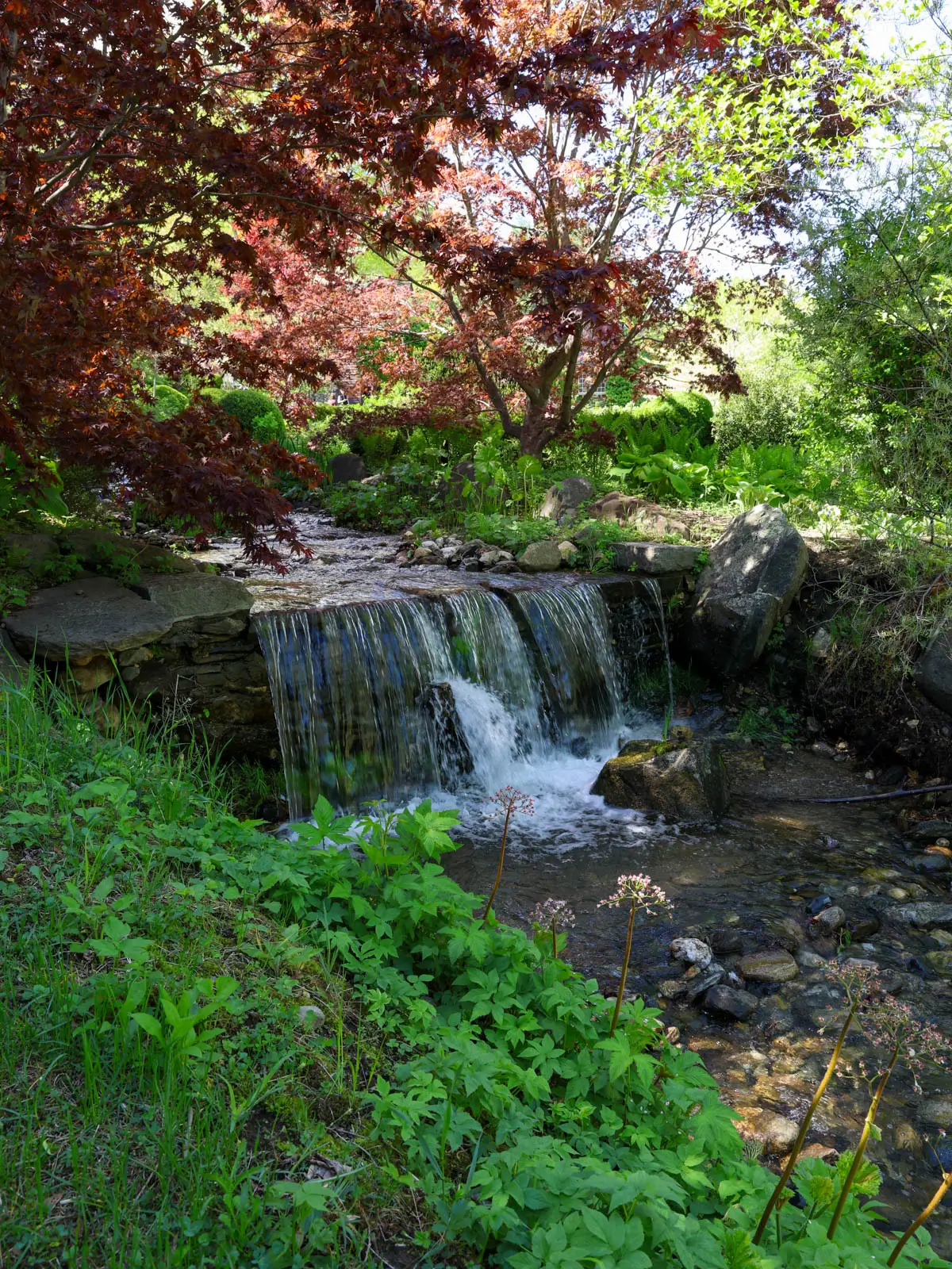 small waterfall at hollister house gardens in washington connecticut with bright red japanese maple on the left arching over the waterfall.