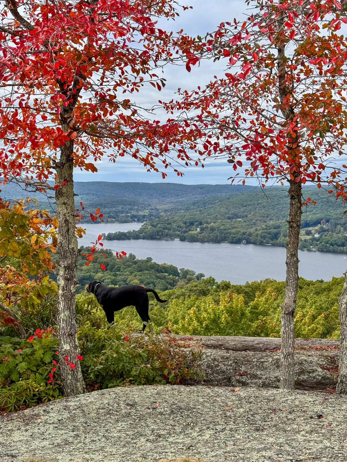 view from a hike in washington connecticut with brightly color red autumn leaves on either side of the view overlooking lake waramaug and profile of black down on the ledge looking out.