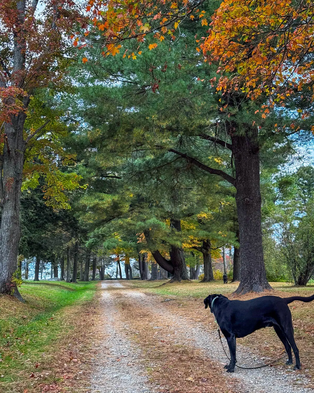 black dog on wide path lined with tall evergreen trees and orange colored maples.