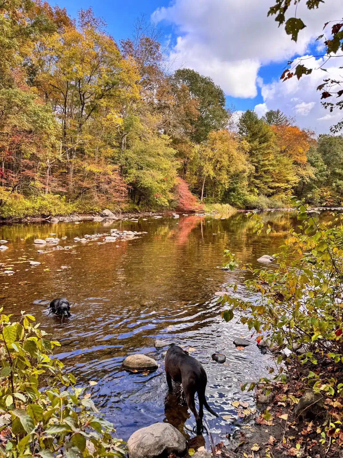 two big black dogs in a river during fall with gentle reflection of orange, red, yellow, and green trees lining the river.
