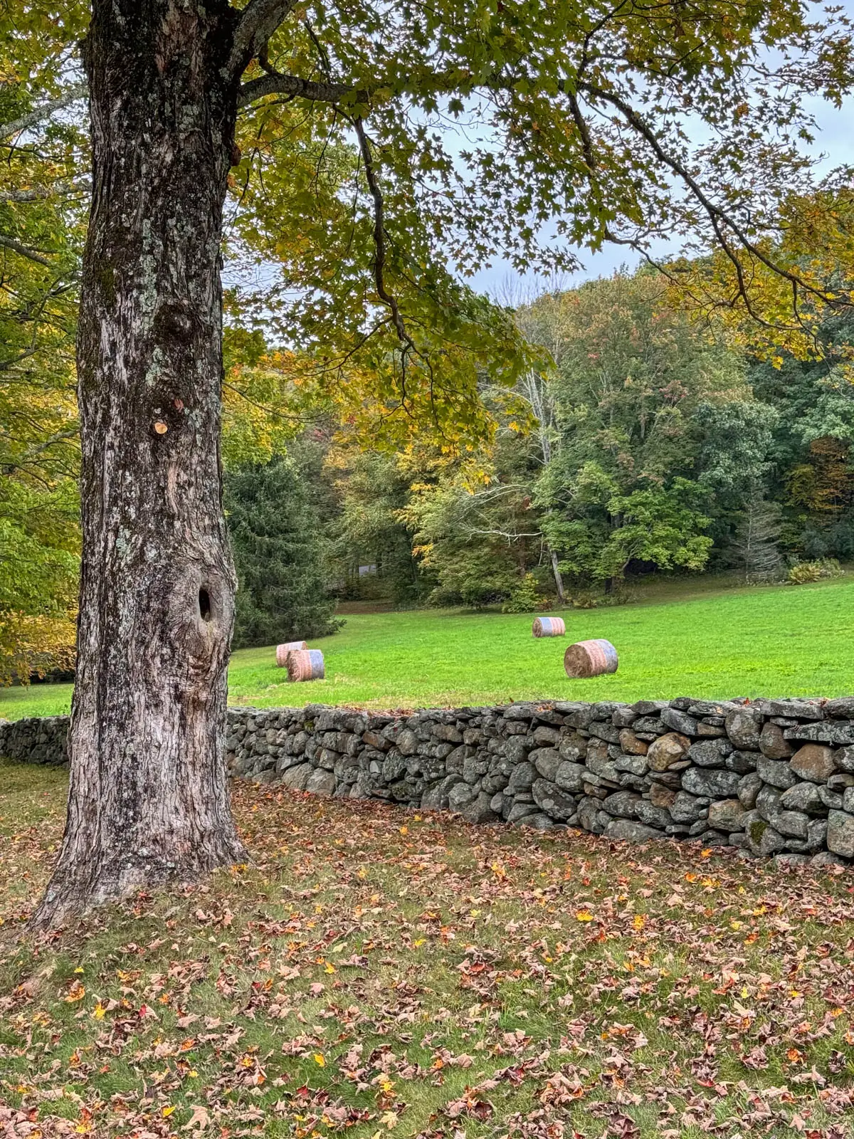 barrels of hay scattered on a bright green lawn lined with a stone wall and a big maple tree on left with green and gold leaves.