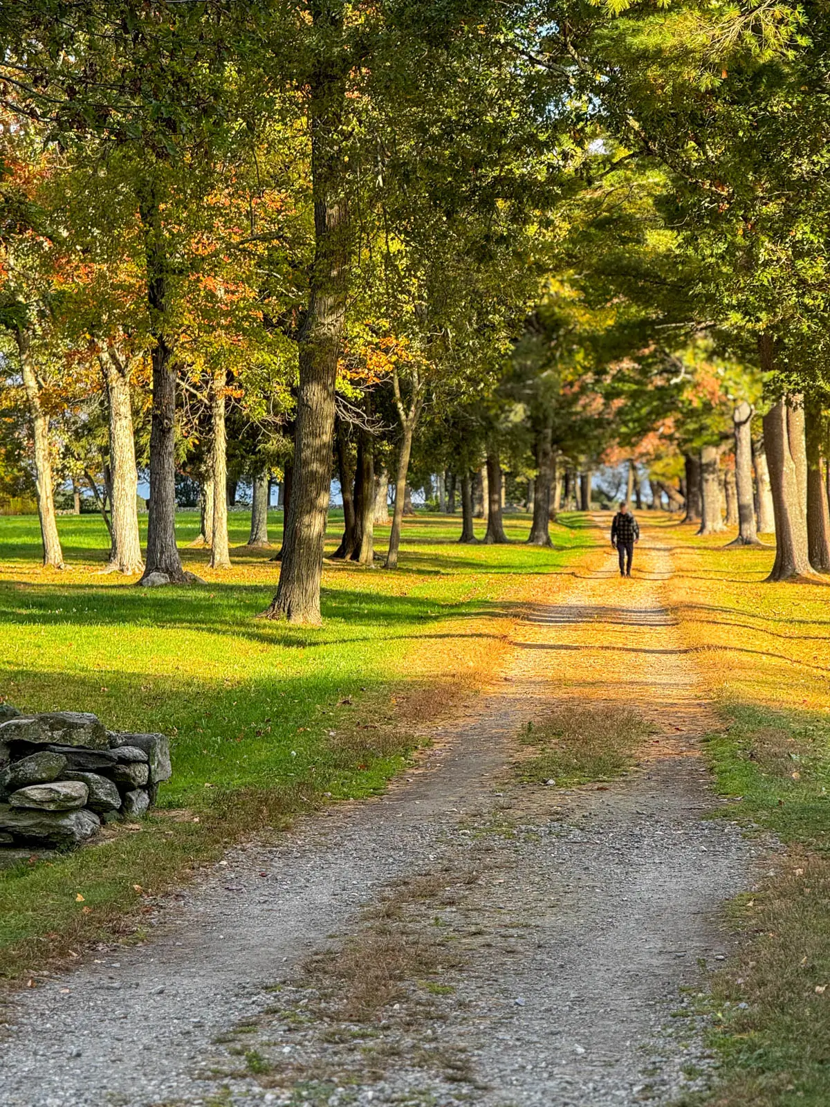 wide stone trail during golden hour with yellow light reflecting across green grass and tall pine trees lining the trail.
