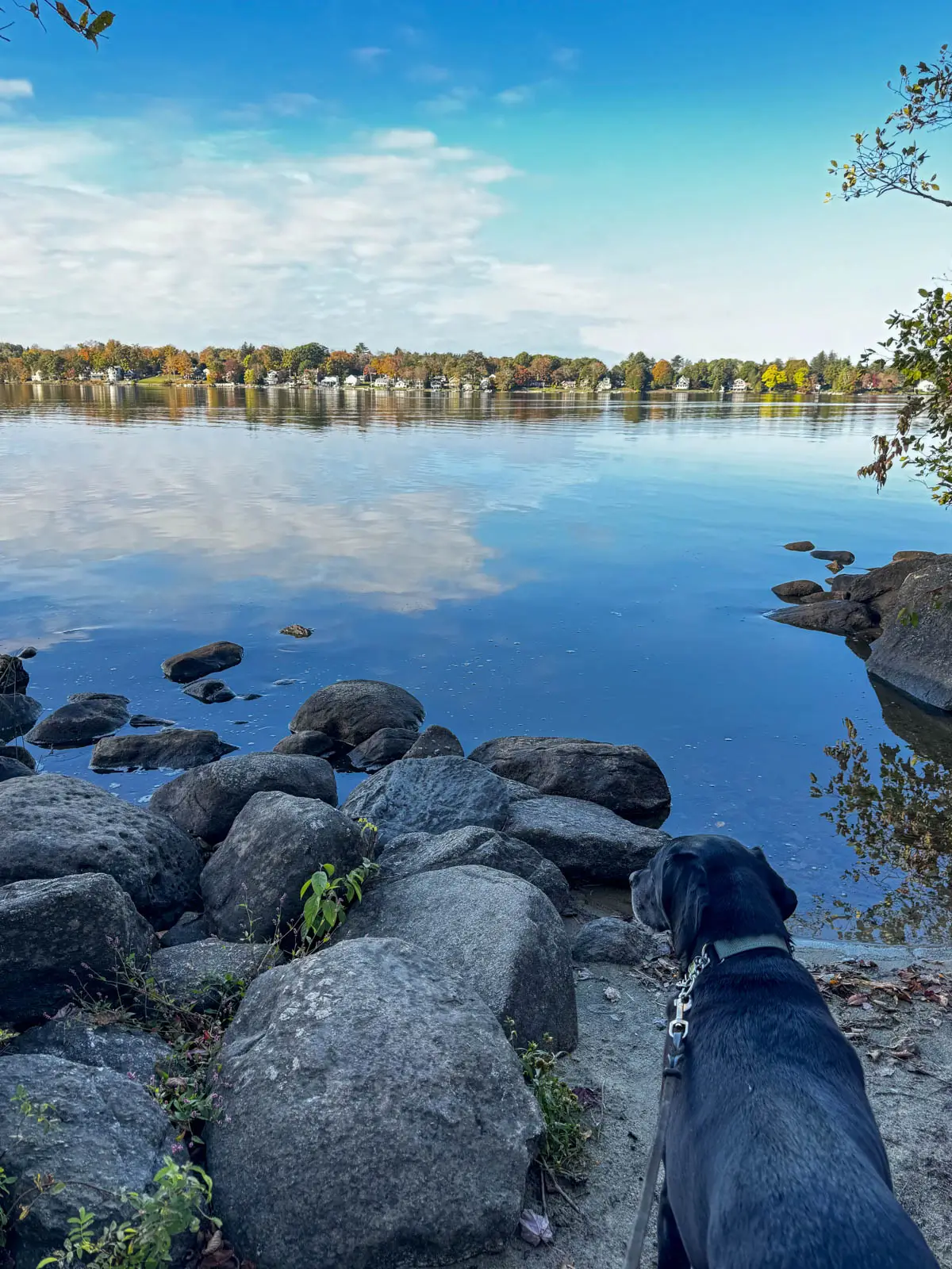 black dog looking out at bright blue lake with faint line of autumn colored trees in the distance.