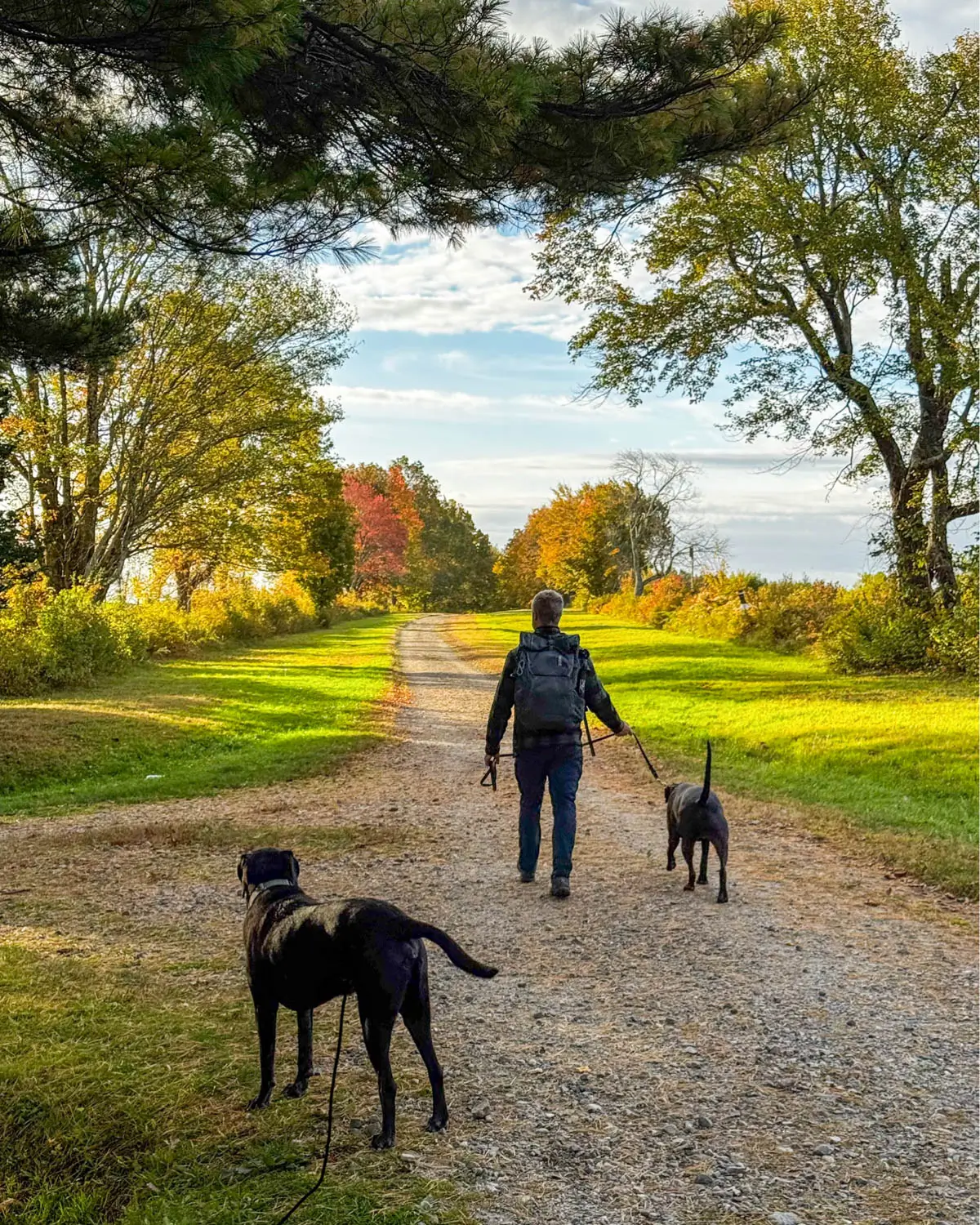 man with backpack walking down trail in fall with two big black dogs in litchfield connecticut.