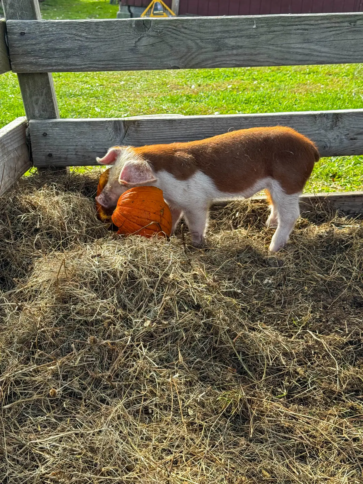 baby pig eating orange pumpkin in pile of hay in pig pen.