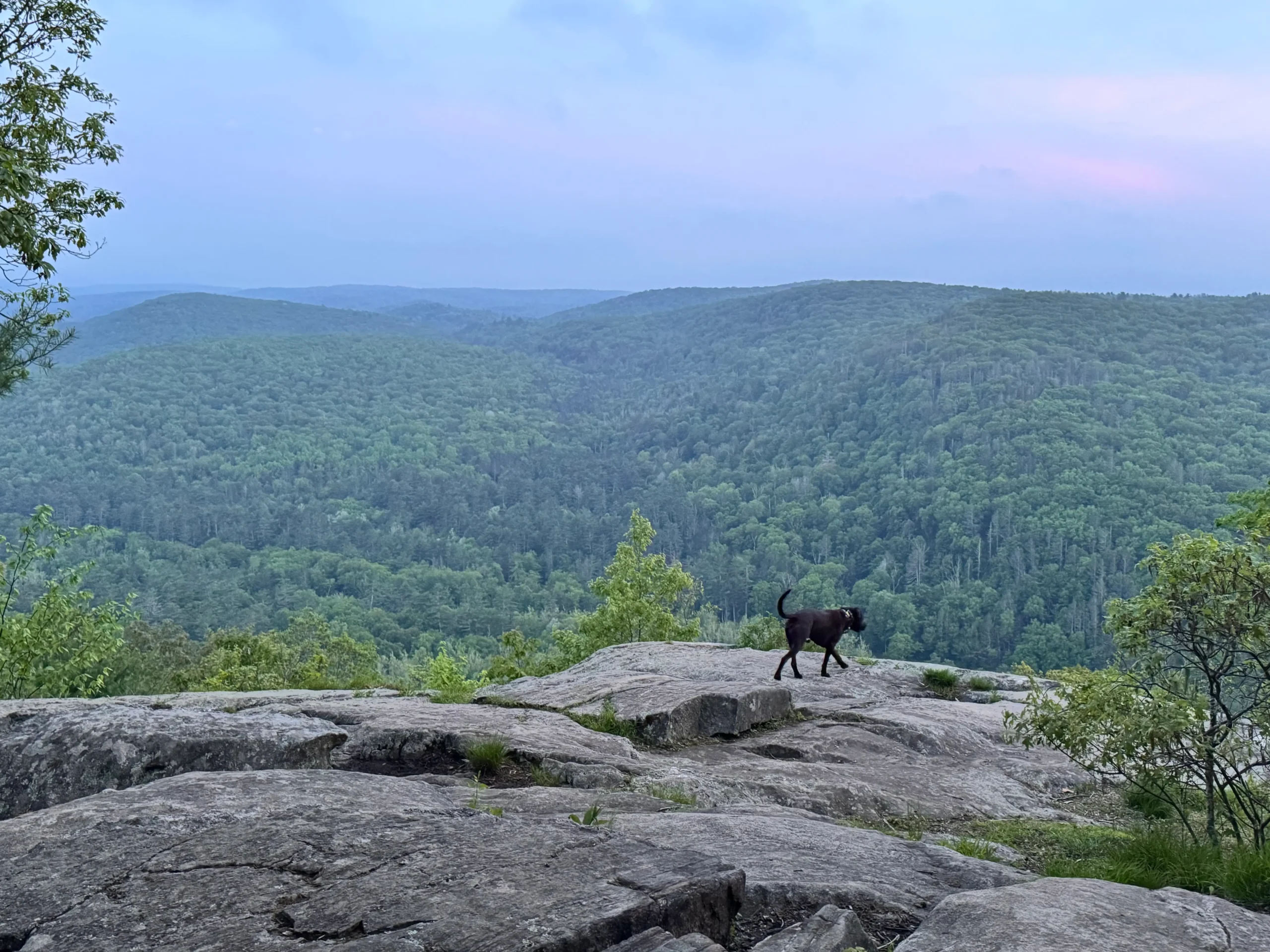 brown dog on rocky cliff with rolling green hills in distance and pink and blue sky above at sunset time.