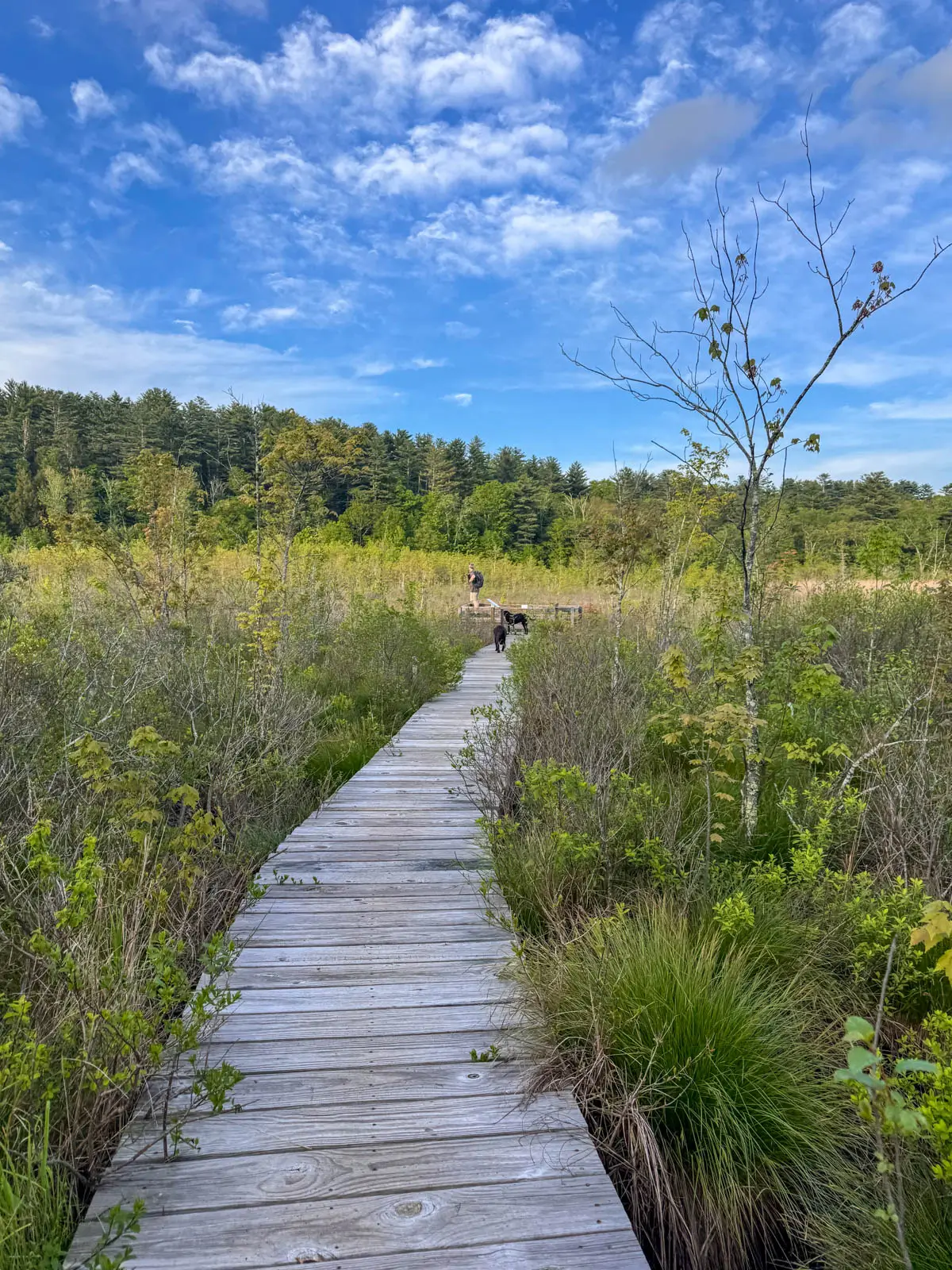 boardwalk running through green marshy area with pine trees in distance and blue sky with white clouds above.