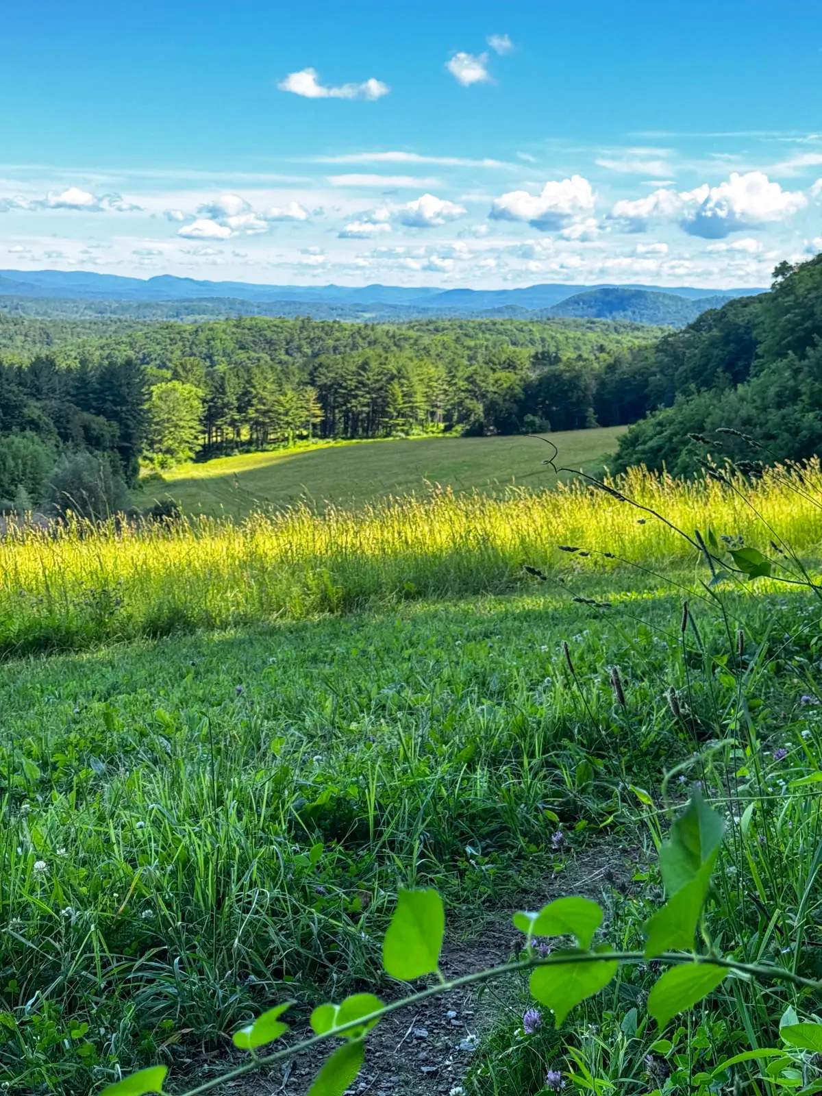 wide open green meadow view with rolling hills int he distance and blue sky above with white fluffy clouds.