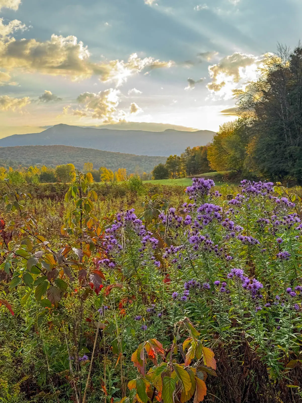 view of open meadow at sunrise time with soft golden sky on a hike in fall in stowe with hills of orange, red, and green trees and rolling hills and big mountain in distance.