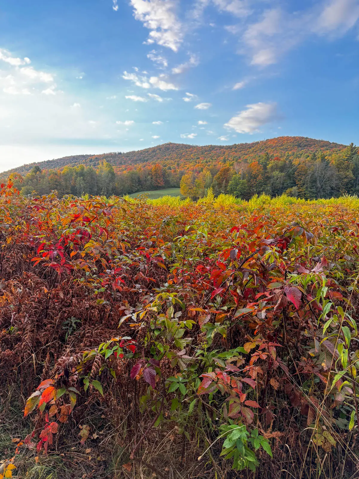 view of open meadow at sunrise time with soft golden sky on a hike in fall in stowe with hills of orange, red, and green trees and rolling hills and big mountain in distance.