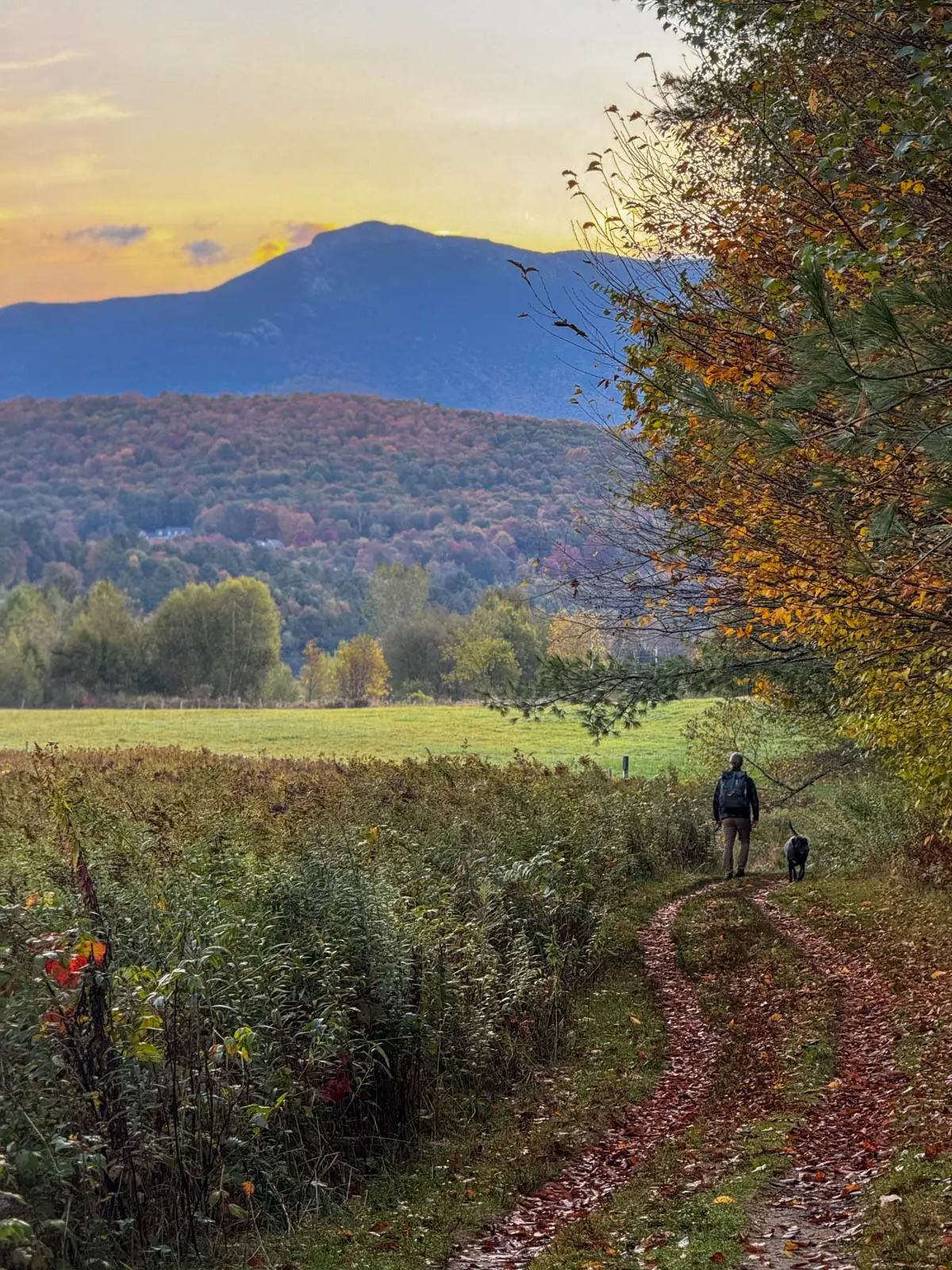 view of open meadow on a hike in fall in stowe with hills of orange and green trees in the distance and blue sky above.