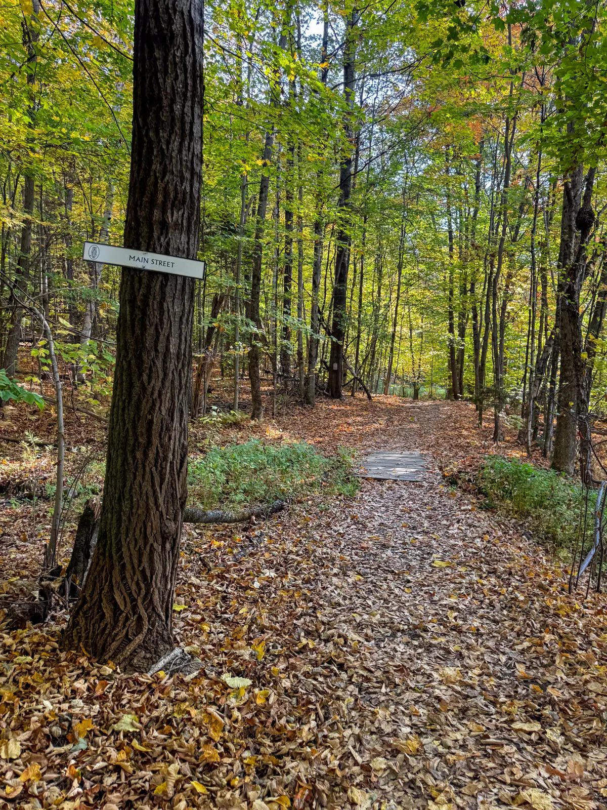 wide path running through green and yellow woods in stowe in the fall.