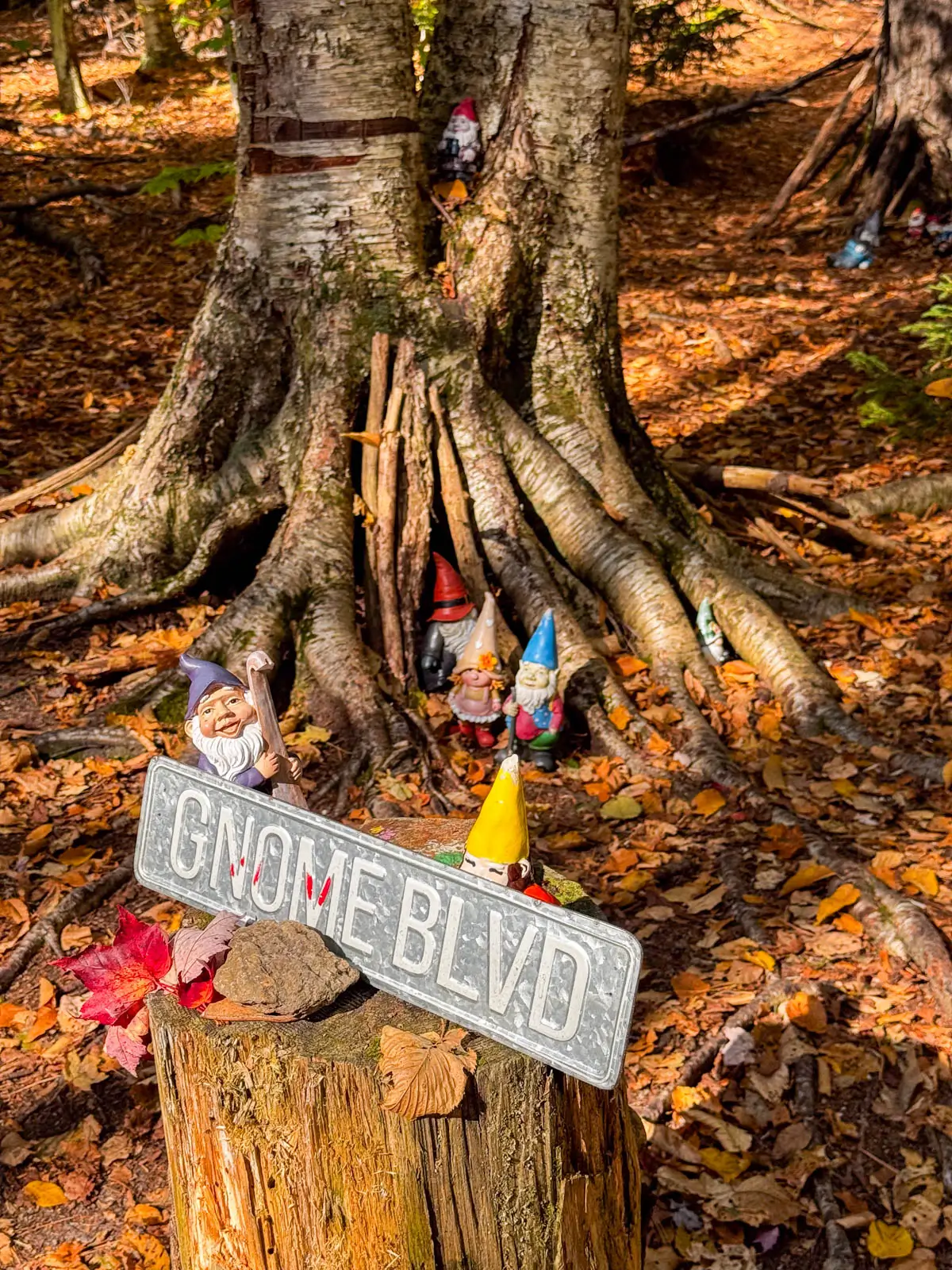 roots of a trees with orange leaves surrounded it on the ground and little gnomes set up on a hike in stowe vermont.