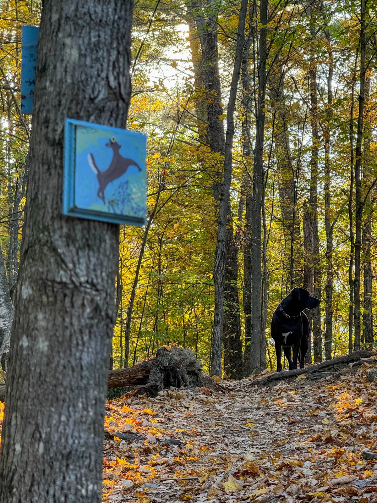 Brown dog on a path in the fall with orange leaves on the ground and a square painted plaque of a deer on the tree.