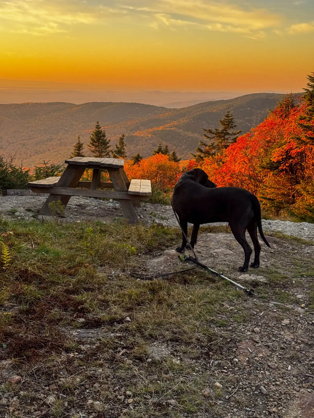 brown dog at top of hike with picnic table and bright orange and red trees in distance at sunset time with orange glow in the sky.