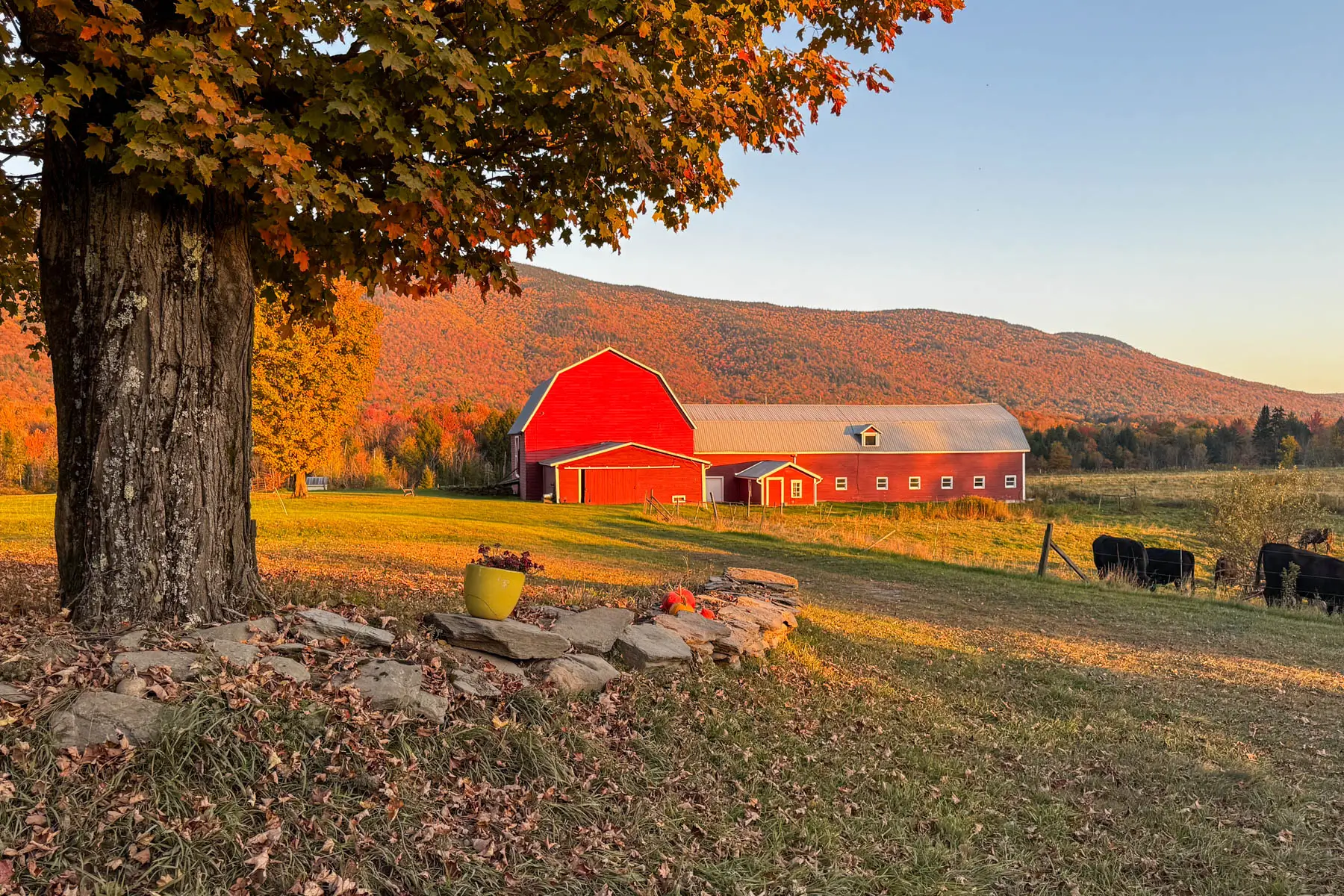 big red barn at sunset time in stowe vermont with orange colored mountain range behind it in fall.