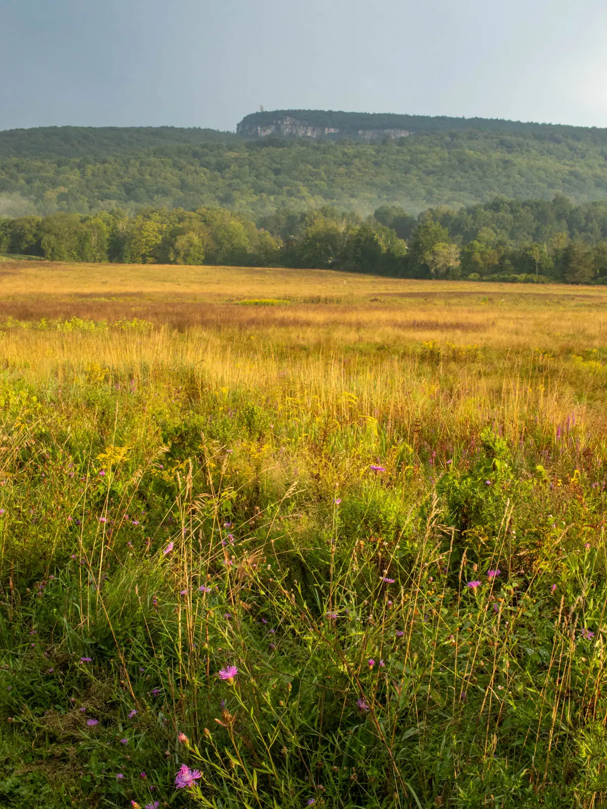 the shawangunk ridge in new paltz on a summer morning with rolling green mountain ridge in distance and gold grass and meadows in front.