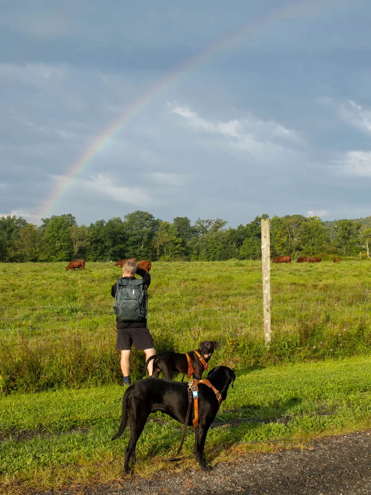 rainbow over a meadow and back of man with green backpack on taking a photo of it while holding the leash of a big brown and big black dog.
