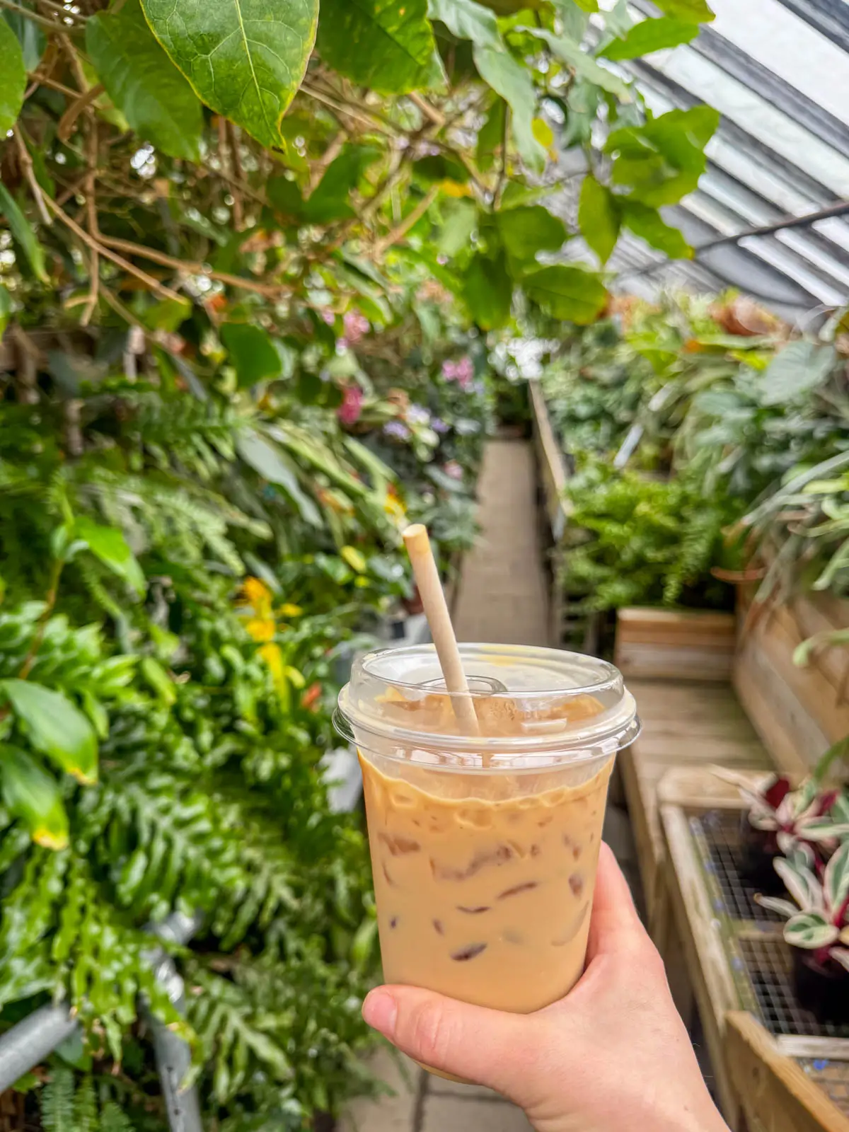 white woman's hand holding iced coffee drink inside a greenhouse with green plants in background.