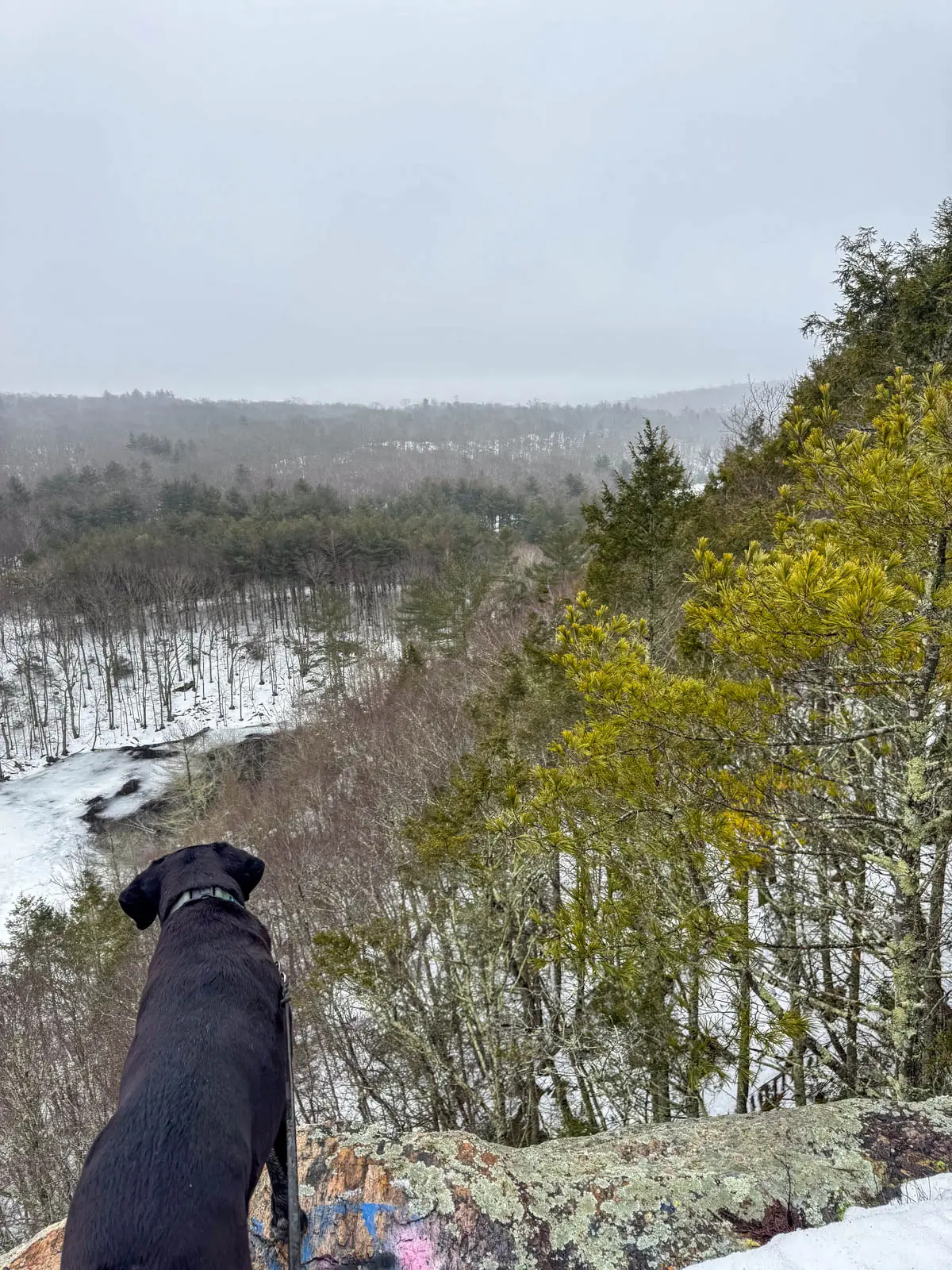 black dog on ledge of hike in winter looking out over frozen snowy pond with green evergreen trees on the right on overcast winter day.