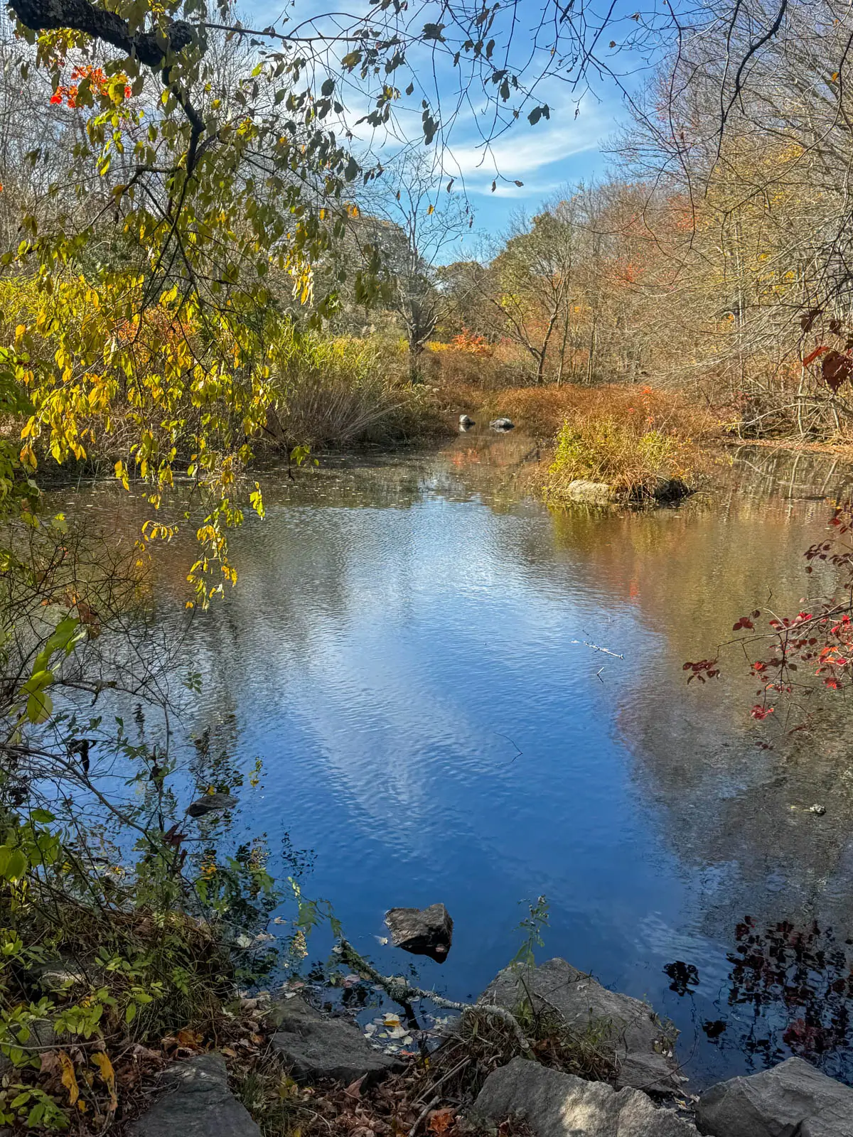 small calm lake with a reflection of the soft blue sky with white wispy clouds and a mix of bare trees and trees with orange leaves surrounding the water in November.