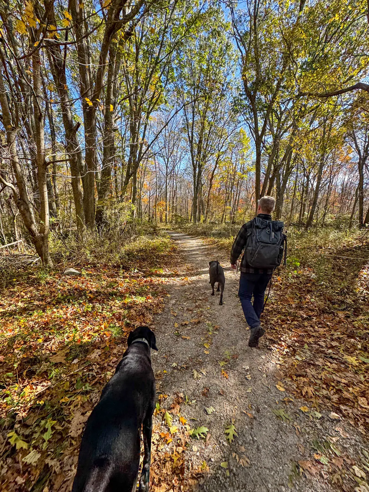 back of blonde man with long pants and black jacket and army green backpack hiking with an on leash brown dog along a wide dirt path lined with orange and brown leaves that have fallen and trees that are half bare with soft blue sky shining through the trees.