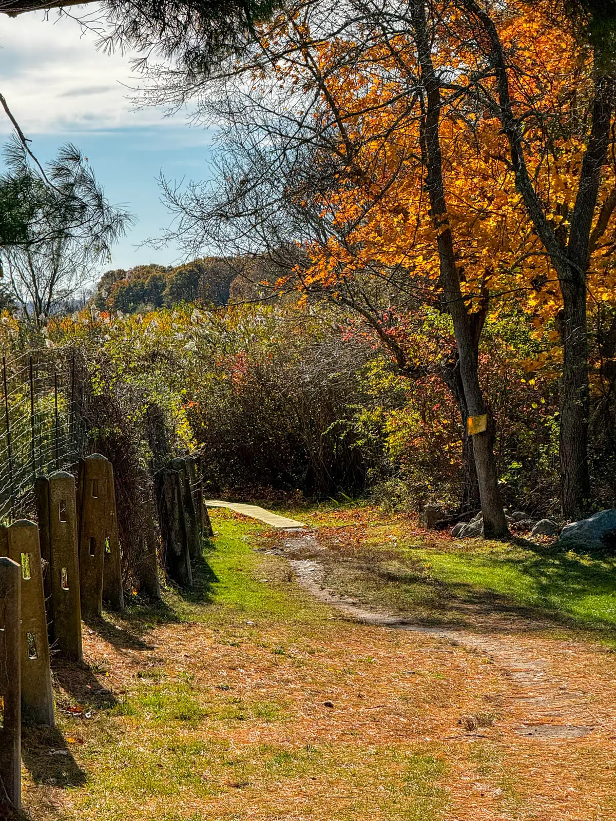 narrow dirt path winding through faded green lawn lined with vibrant orange trees on the right side and green bushes on the left.