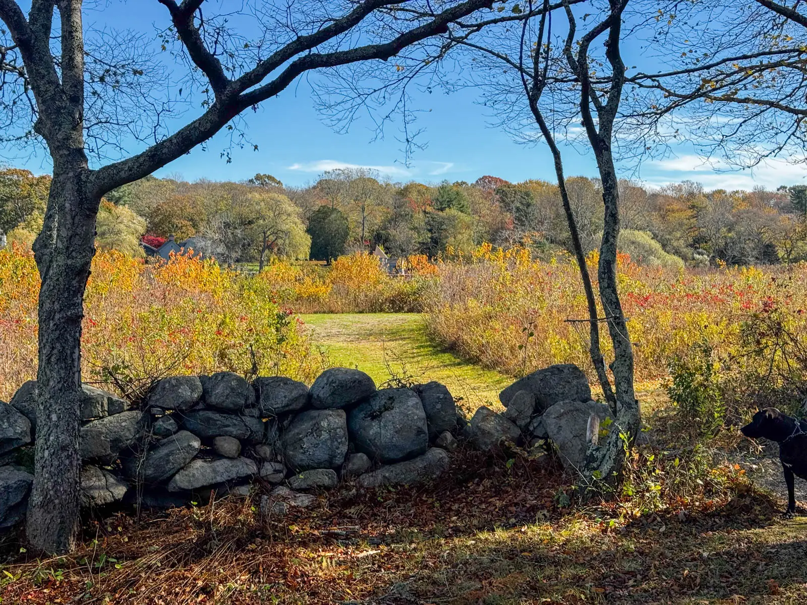 landscape scene of stone wall across the bottom of the photo and a wide faded green path  lined with autumn colored bushes beyond the stone wall.