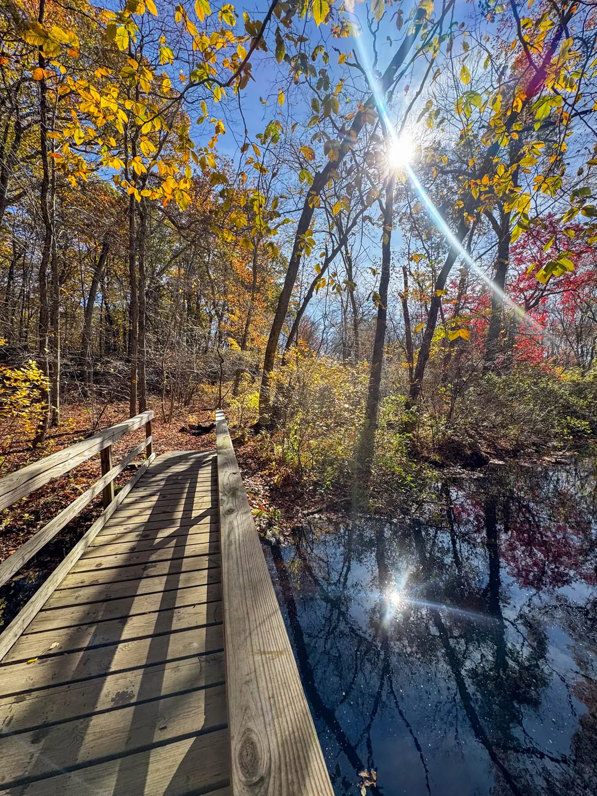 wooden boardwalk extending over a pond with the sun shining in top right corner and reflecting in water below on an autumn day with golden leaves lining the trees.