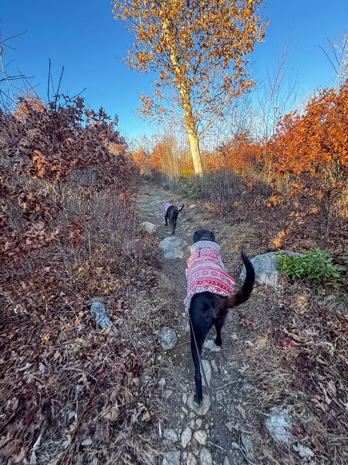 big black dog in red and white sweater walking on rocky hiking trail through vibrant orange and red bushes and trees with clear blue sky above.