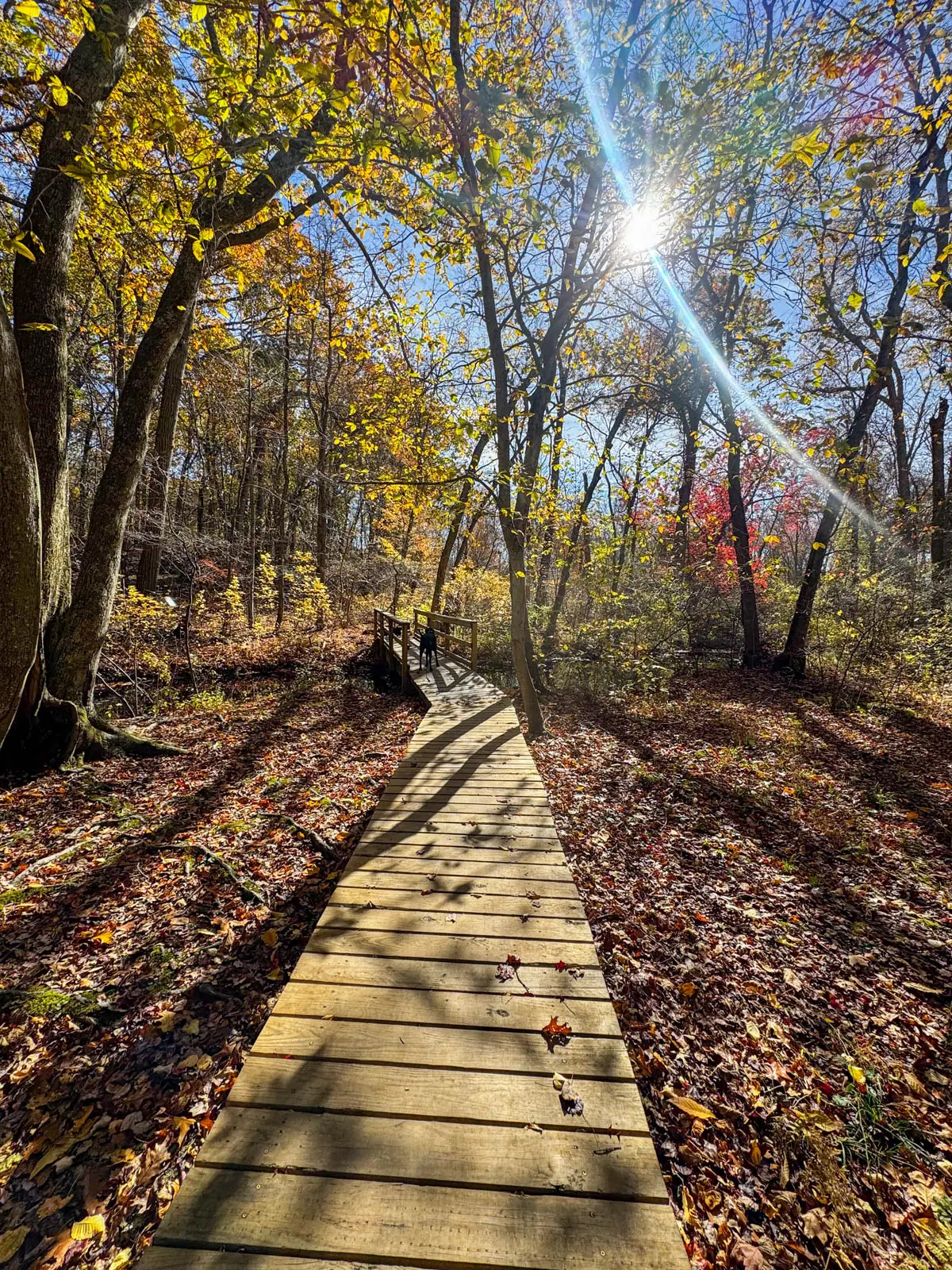 wooden boardwalk through autumn colored woods with brown and orange leaves on the ground and bright sun shining in top right corner.