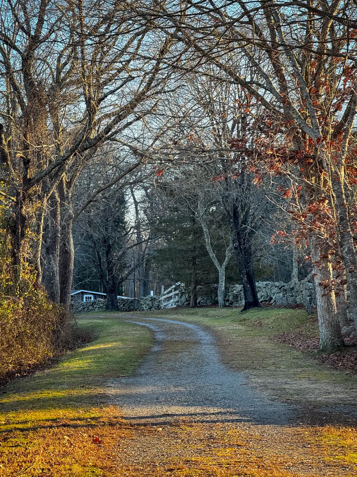 wide dirt trail through a tunnel of almost bare trees with brown and orange leaves hanging on here and there.